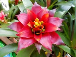 Hardy, shade plants and flowers bring beautiful blooms even to those parts of your backyard that receive little light. Pin On Landscape