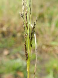 Image result for Eragrostis pilosa