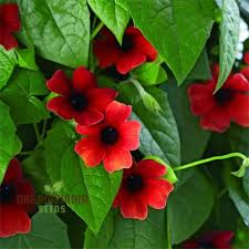 Image result for Thunbergia