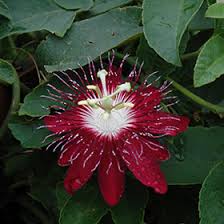 Image result for Passiflora edulis