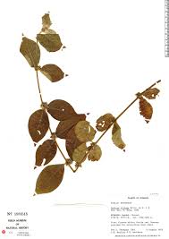 Image result for Sabicea