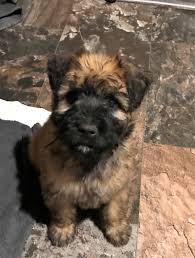 The bouvier des flandres is a herding dog that is at home out in the field and at home as a family pet. Bouvier Des Flandres Puppies For Sale Hastings Mi 237333