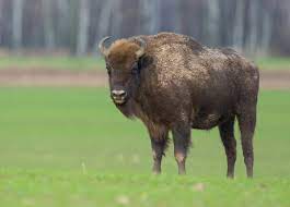 Poland is also a good source for horses, cats, chickens, and dogs that are all of specialty breeds. Poland Animals The Veganary