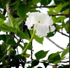 Image result for Dolichandrone alba