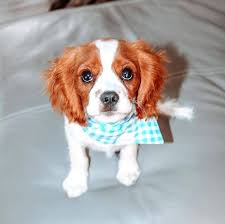 They do love to chase anything or anyone that moves due. Cavalier King Charles Spaniel Home Facebook