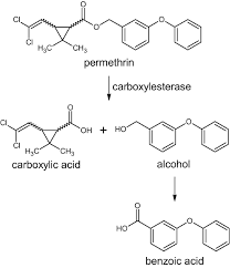 Image result for Pyrethroid