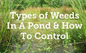 Herbicides used primarily to control algae may be called algicides, even though they also kill other aquatic plants. 16 Types Of Weeds In A Pond How To Control Help Your Pond
