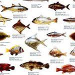 أنواع الأسماك الإمارات العربية المتحدة Sea Fish Aquarium Fish Deep Sea Fishing