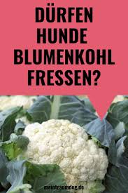 Durfen Hunde Blumenkohl Fressen 30 Gemusesorten Die Fur Den Hund Gesund Sind Hunde Ernahrung Hund Essen Hundeernahrung
