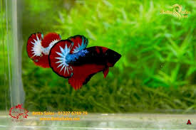 Betta Fancy La Gi Cach Phan Biệt Betta Fancy Betta Sales