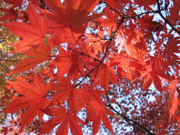Check spelling or type a new query. Berwisata Melihat Warna Warni Indah Daun Di Musim Gugur Mokh Sholihul Hadi