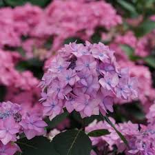 Ripped from the dancing girls deskmate. Let S Dance Can Do Reblooming Hydrangea Hydrangea Serrata Proven Winners
