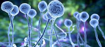 bioinżynieria | PurePC.pl