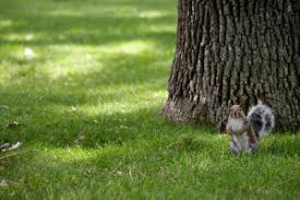 Savings spotlights · everyday low prices · curbside pickup Is It A Good Idea To Use A Fence Charger On A Tree To Scare Squirrels