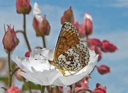 Image result for Melitaea cinxia