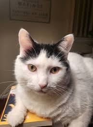 Carpet Help ❗️ My girl cat literally has left holes and shreds in my carpet 