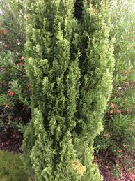 Image result for Cupressus sempervirens
