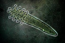 Image result for Blepharis obmitrata