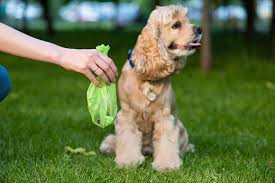Make notes on everything you find, including their websites, advertised rates and branding. Pet Waste Removal Services Yorkshire Dog Waste Removal Services Poop Removal Services
