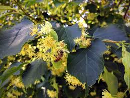 They are especially hardy, tolerant of alkaline soils, visited by few destructive insects and exhibit a natural, pyramidal shape that requires little pruning. Linden Trees Basswood