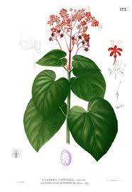 Image result for Clerodendrum tricholobum