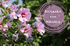 Der koreanische name ist mugunghwa, was übersetzt die unvergängliche blume heisst. Blutezeit Wann Bluht Der Hibiskus Gartenlexikon De