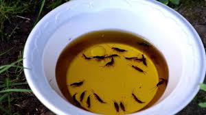 Comment Faire Un Piege A Perce Oreilles Efficace Youtube