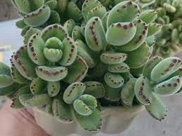 How To Grow And Care For A Bear S Paw Cotyledon Tomentosa World Of Succulents Succulents Planting Succulents Cacti And Succulents