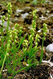 Image result for Satyrium orbiculare