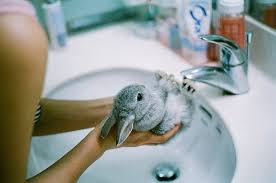 Bunny bath bunny bath sink bunny bath sleep sink bunny bathing in sink bunny falling asleep in sink this article exists as part of the online archive for huffpost canada. Rabbit Shower Cute Animals Cute Baby Animals Cute Creatures