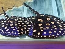 Black Diamond Stingray-Potamotrygon leopoldi