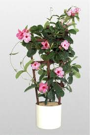 Mandevilla × amoena 'alice du pont'. Mandevilla Amabilis Alice Dupont Creative Plant Designs