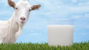 Susu kambing untuk bayi khasiat susu kambing. Heboh Bayi Usia 34 Hari Diberi Susu Kambing Amankah