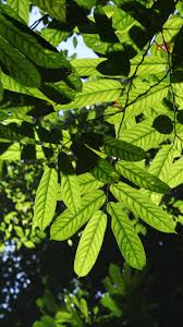 Do you have a bucket list, a series of experiences you wish to have before you shuffle off this mortal coil? What Is The Canopy