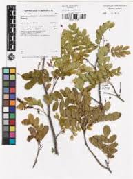 Image result for Cathormion