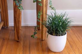 On top of the crisp foliage, small stalks of flowers appear in summer, reminiscent of grape hyacinths. Tips For Growing Mondo Grass Indoors
