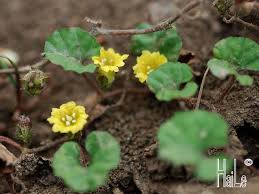 Image result for Merremia emarginata