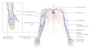 Look at the picture of the muscle, find it on your body, and picture how it is contracting as it produces its associated movement or movements. Forearm Wrist And Hand Amboss