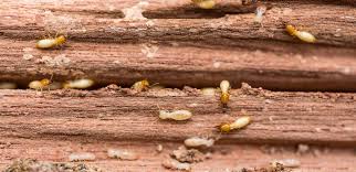 Its unique ability to fend off decay makes it ideal in any high moisture. Do Termites Eat Pressure Treated Wood Terminix