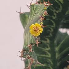 Image result for Euphorbia ugandensis