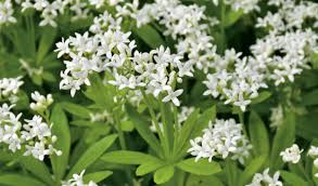 A identifier ces fleurs en ombrelles blanches tres parfumees sur des arbres assez. 5 Couvre Sols A Decouvrir