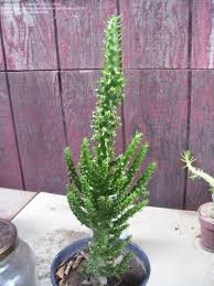 These are sometimes sold as the christmas tree cactus and actually, what it is, of course, is austrocylindropuntia subulata monstrose. Plant Identification Closed Christmas Tree Cactus 1 By Cactusboy1000