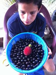 Vivero Frutas del Mundo Izabal