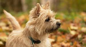 The yorkiepoo, the westiepoo, the schoodle and the whoodle. Cairn Terrier Dog Breed Information Facts Traits Pictures More