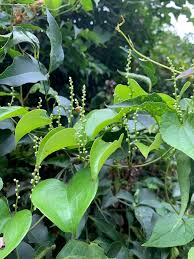 Image result for Dioscorea cotinifolia