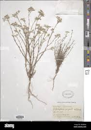 Image result for Polycarpaea corymbosa