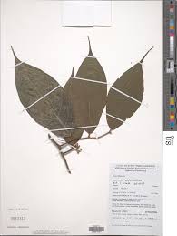 Image result for Leptonychia