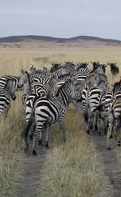 Off Again To Africa Zebras African Animals Animals Wild