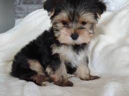 Parti yorkies, chocolates, goldens and traditional yorkshire terriers. Yorkie Puppies Sale In Milpitas Ca