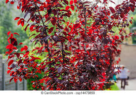 Known for a sweet fruit that is great for cooking, baking, and preseving. Cherry Plum Trees Idioticfashion